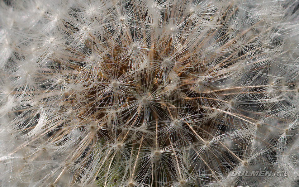 AS Common Dandelion (Taraxacum officinale)